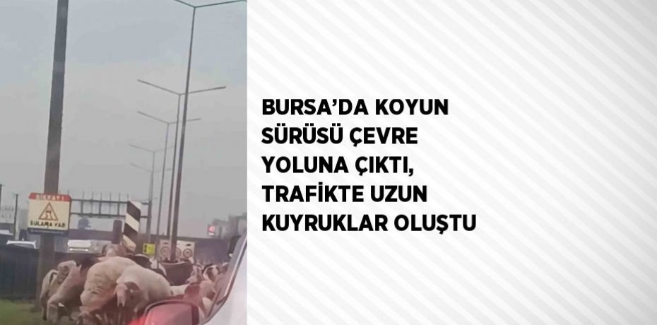 BURSA’DA KOYUN SÜRÜSÜ ÇEVRE YOLUNA ÇIKTI, TRAFİKTE UZUN KUYRUKLAR OLUŞTU