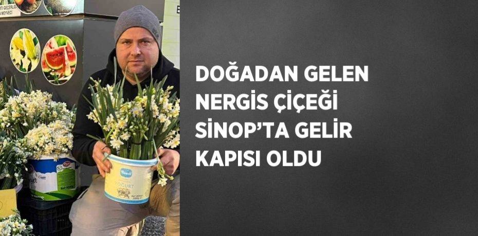 DOĞADAN GELEN NERGİS ÇİÇEĞİ SİNOP’TA GELİR KAPISI OLDU