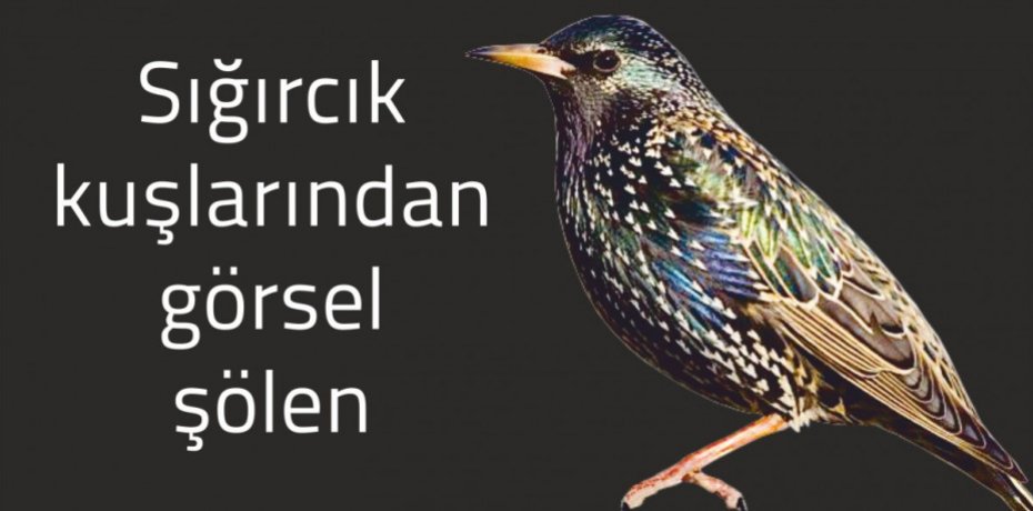 Sığırcık kuşlarından görsel şölen
