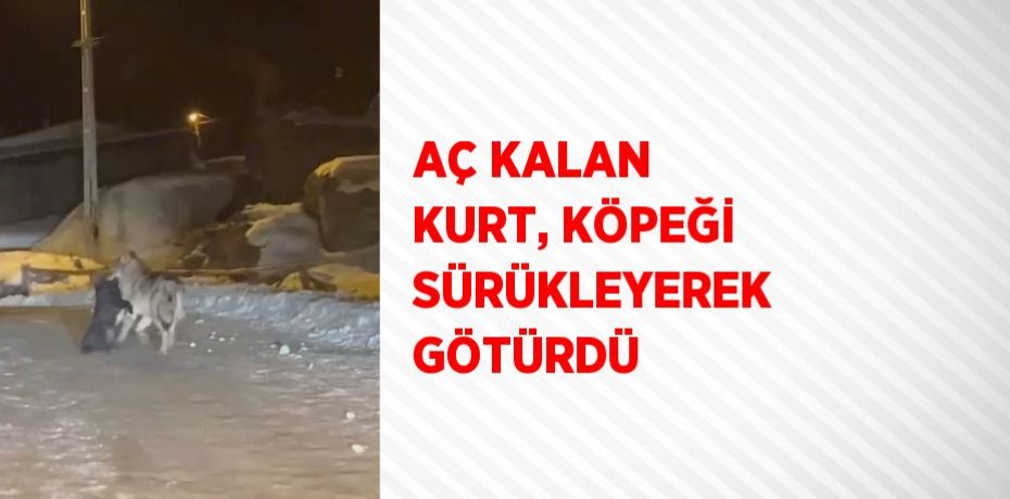 AÇ KALAN KURT, KÖPEĞİ SÜRÜKLEYEREK GÖTÜRDÜ