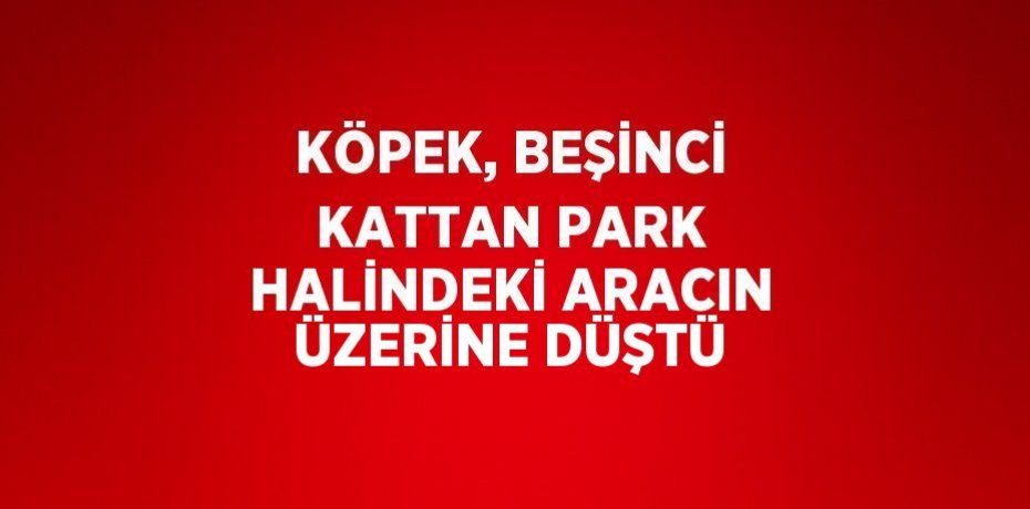 KÖPEK, BEŞİNCİ KATTAN PARK HALİNDEKİ ARACIN ÜZERİNE DÜŞTÜ