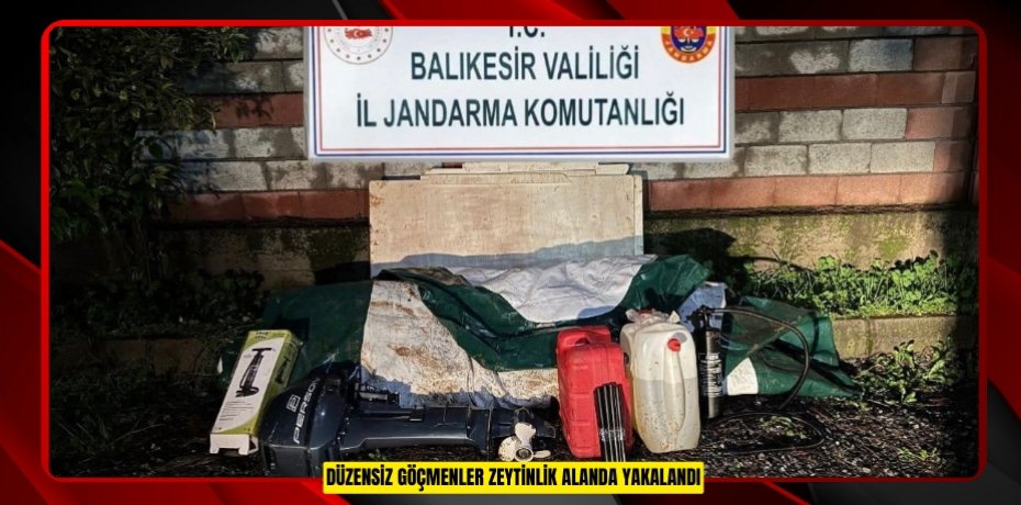 Düzensiz göçmenler zeytinlik alanda yakalandı