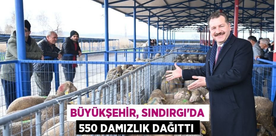 Büyükşehir, Sındırgı’da 550 damızlık dağıttı