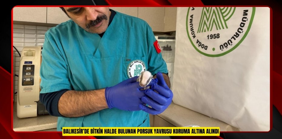 Balıkesir’de bitkin halde bulunan porsuk yavrusu koruma altına alındı