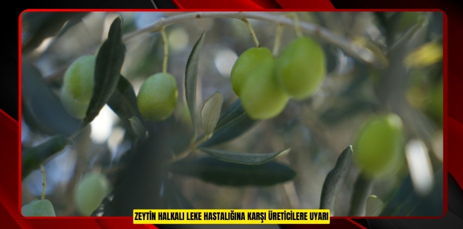 Zeytin halkalı leke hastalığına karşı üreticilere uyarı