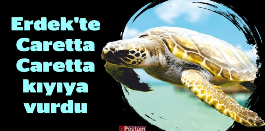 Erdek'te Caretta Caretta kıyıya vurdu