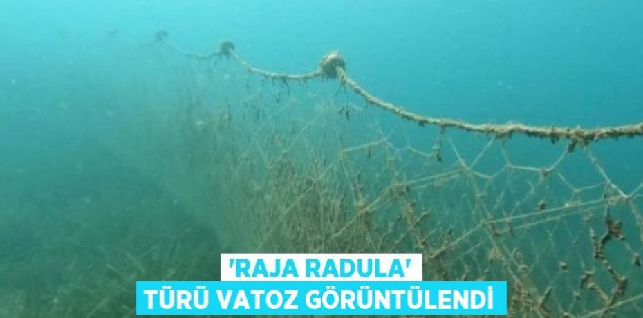 'Raja radula' türü vatoz görüntülendi