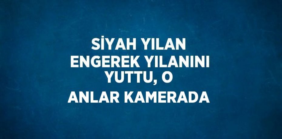 SİYAH YILAN ENGEREK YILANINI YUTTU, O ANLAR KAMERADA