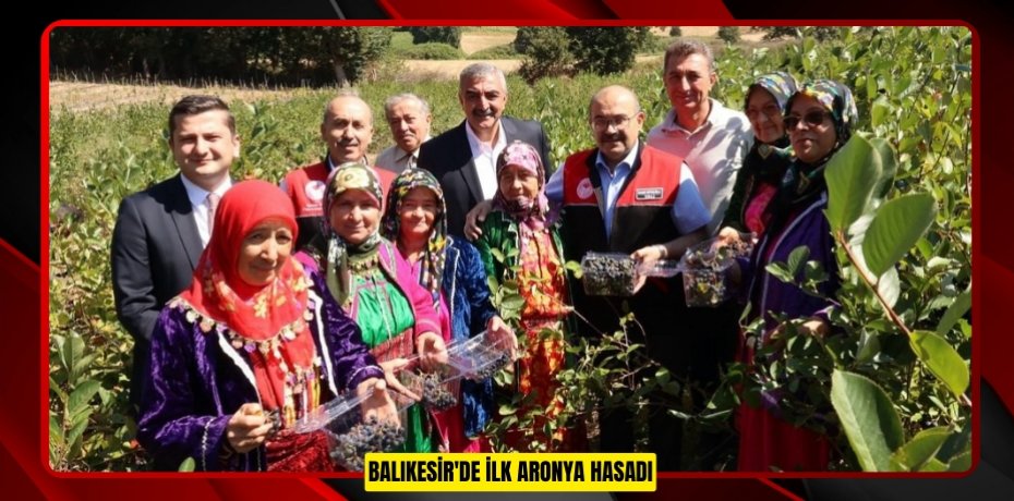 Balıkesir'de ilk aronya hasadı