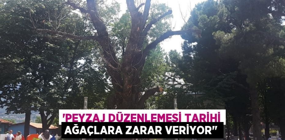 “PEYZAJ DÜZENLEMESİ TARİHİ AĞAÇLARA ZARAR VERİYOR"