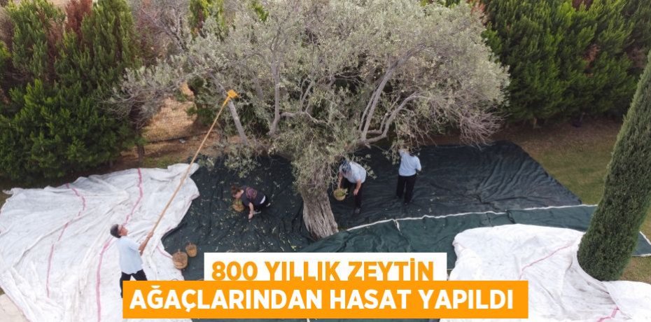 800 YILLIK ZEYTİN AĞAÇLARINDAN HASAT YAPILDI