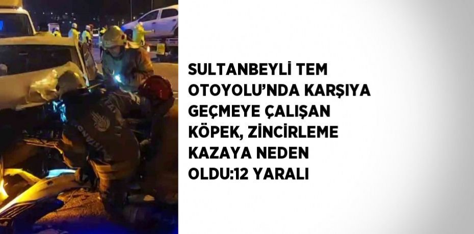 SULTANBEYLİ TEM OTOYOLU’NDA KARŞIYA GEÇMEYE ÇALIŞAN KÖPEK, ZİNCİRLEME KAZAYA NEDEN OLDU:12 YARALI