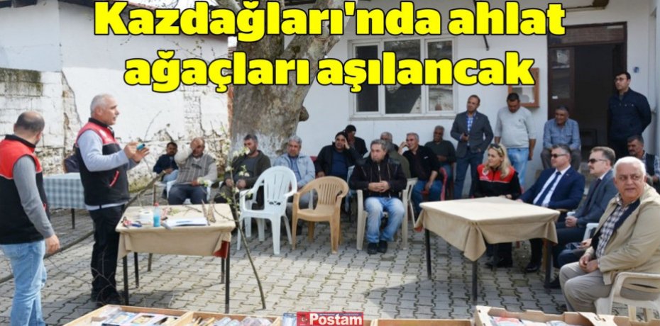 Kazdağları'nda ahlat ağaçları aşılancak
