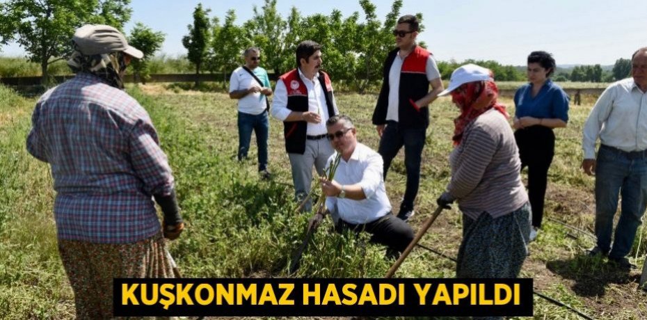 Kuşkonmaz hasadı yapıldı