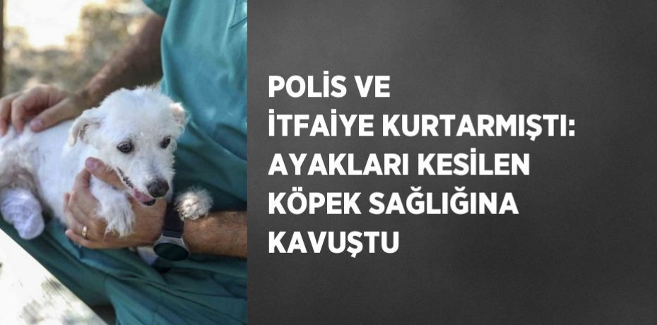 POLİS VE İTFAİYE KURTARMIŞTI: AYAKLARI KESİLEN KÖPEK SAĞLIĞINA KAVUŞTU