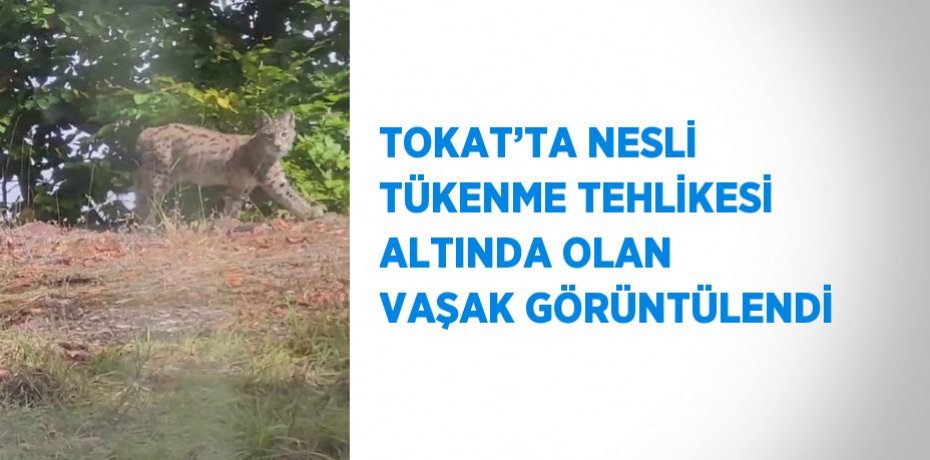 TOKAT’TA NESLİ TÜKENME TEHLİKESİ ALTINDA OLAN VAŞAK GÖRÜNTÜLENDİ