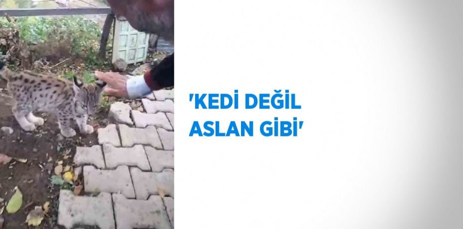 'KEDİ DEĞİL ASLAN GİBİ'