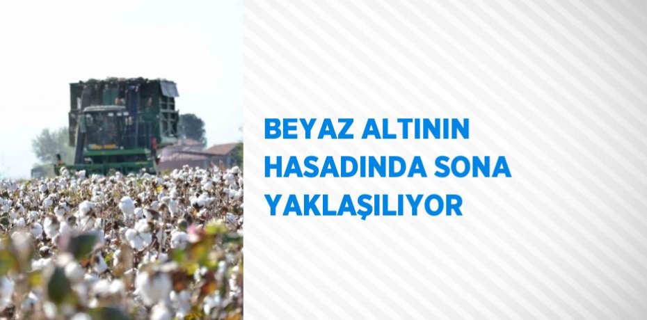 BEYAZ ALTININ HASADINDA SONA YAKLAŞILIYOR