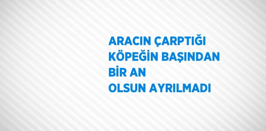 ARACIN ÇARPTIĞI KÖPEĞİN BAŞINDAN BİR AN OLSUN AYRILMADI