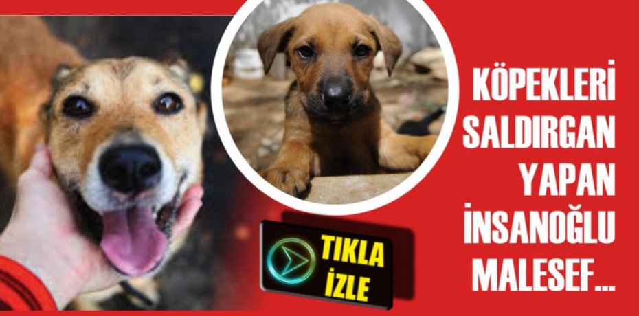 KÖPEKLERİ SALDIRGAN YAPAN İNSANOĞLU MALESEF...