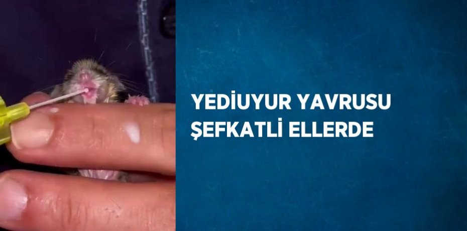 YEDİUYUR YAVRUSU ŞEFKATLİ ELLERDE