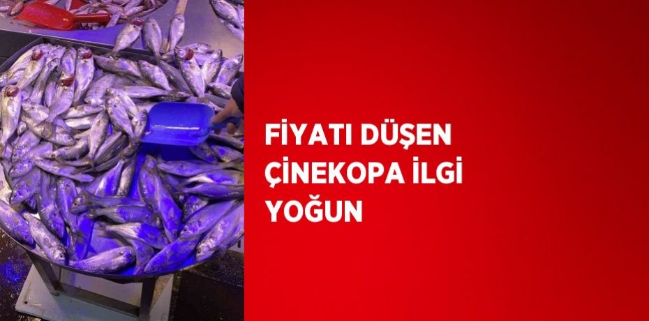 FİYATI DÜŞEN ÇİNEKOPA İLGİ YOĞUN