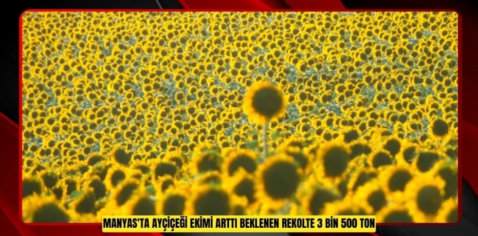Manyas'ta ayçiçeği ekimi arttı: Beklenen rekolte 3 bin 500 ton  