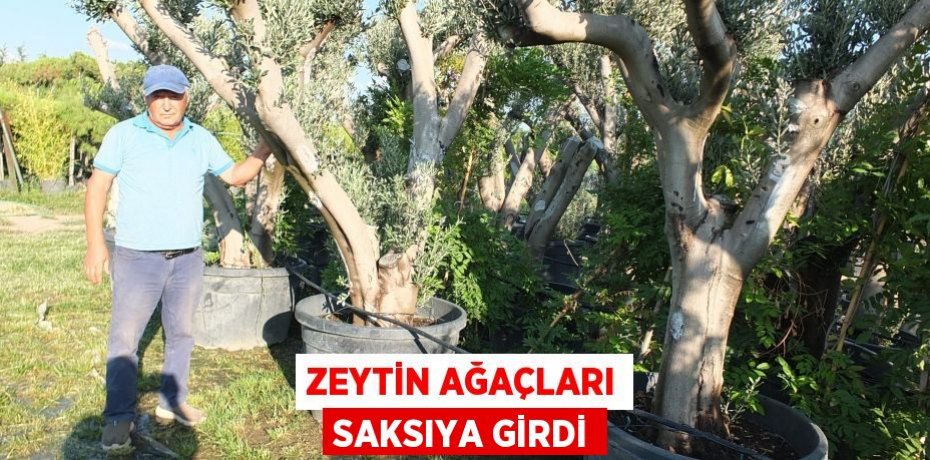 Zeytin ağaçları saksıya girdi
