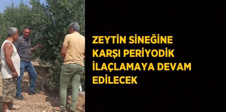 ZEYTİN SİNEĞİNE KARŞI PERİYODİK İLAÇLAMAYA DEVAM EDİLECEK