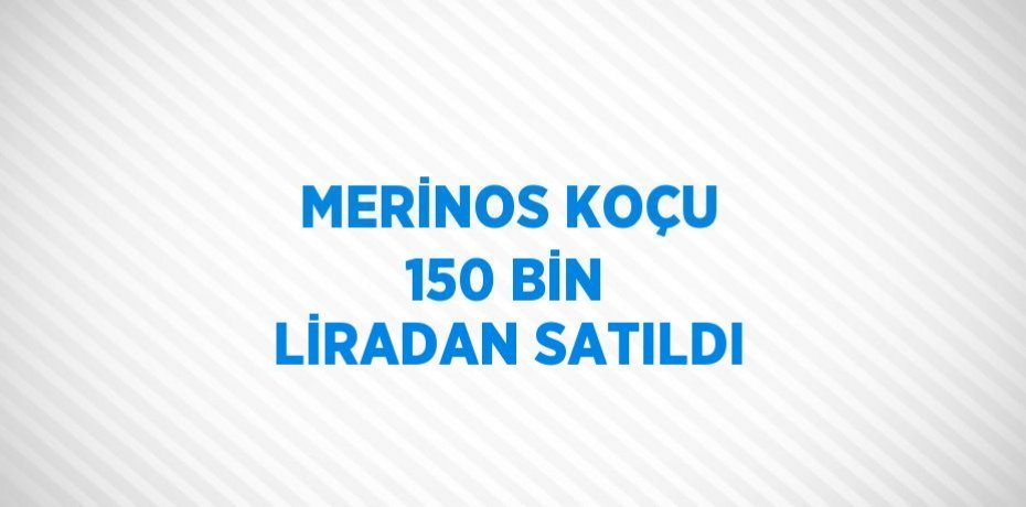 MERİNOS KOÇU 150 BİN LİRADAN SATILDI