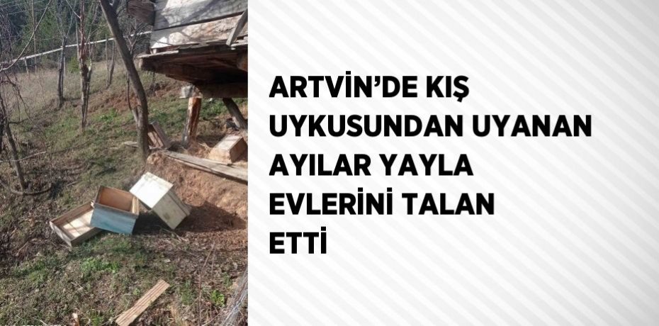 ARTVİN’DE KIŞ UYKUSUNDAN UYANAN AYILAR YAYLA EVLERİNİ TALAN ETTİ
