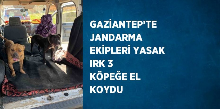 GAZİANTEP’TE JANDARMA EKİPLERİ YASAK IRK 3 KÖPEĞE EL KOYDU