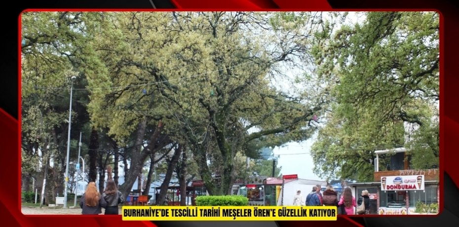 Burhaniye’de tescilli tarihi meşeler Ören’e güzellik katıyor  