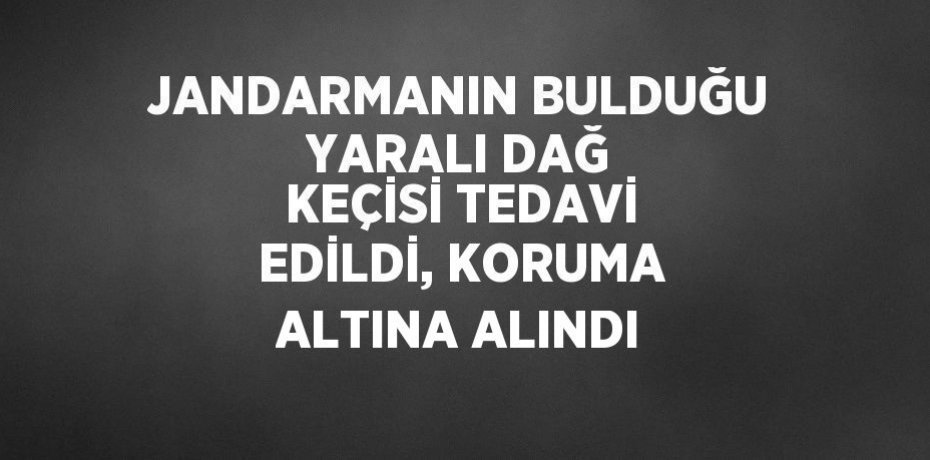 JANDARMANIN BULDUĞU YARALI DAĞ KEÇİSİ TEDAVİ EDİLDİ, KORUMA ALTINA ALINDI