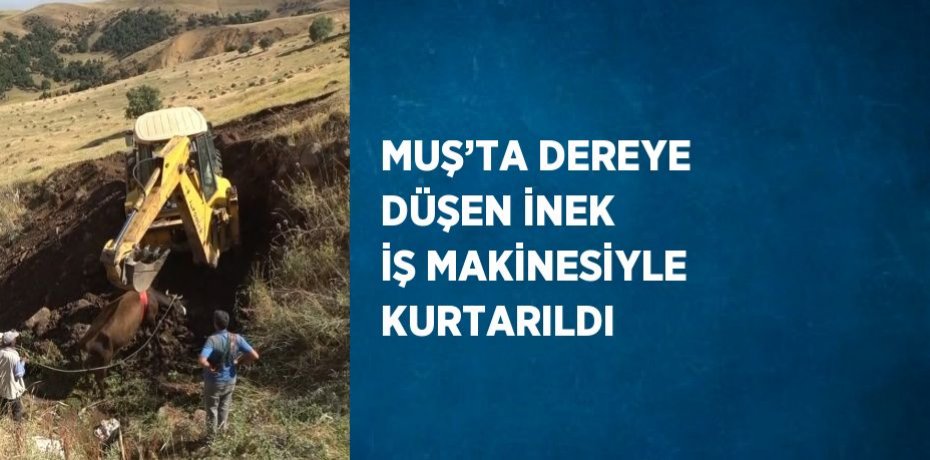 MUŞ’TA DEREYE DÜŞEN İNEK İŞ MAKİNESİYLE KURTARILDI