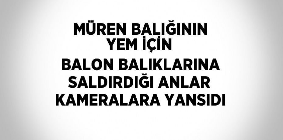 MÜREN BALIĞININ YEM İÇİN BALON BALIKLARINA SALDIRDIĞI ANLAR KAMERALARA YANSIDI