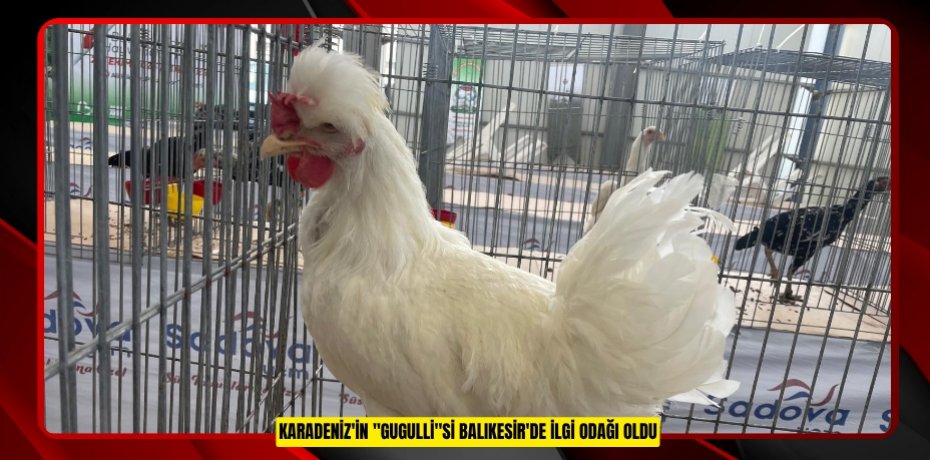 Karadeniz'in "Gugulli"si Balıkesir'de ilgi odağı oldu