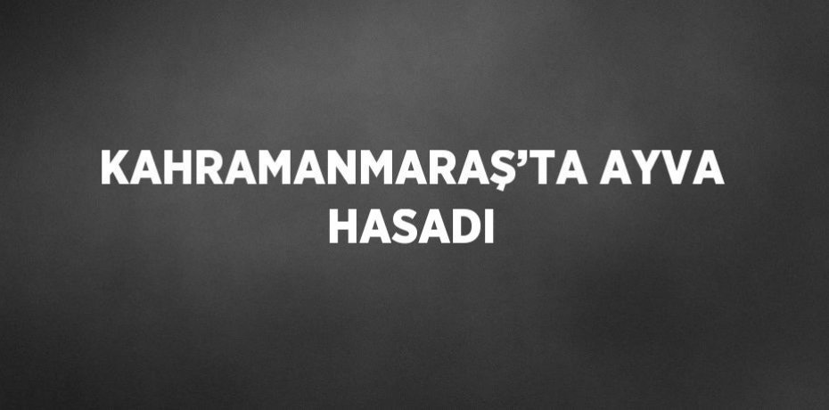 KAHRAMANMARAŞ’TA AYVA HASADI