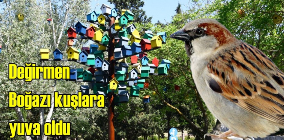 Değirmen Boğazı kuşlara yuva oldu