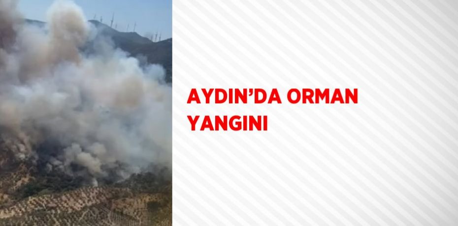 AYDIN’DA ORMAN YANGINI
