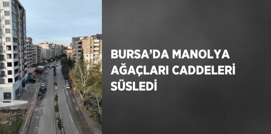 BURSA’DA MANOLYA AĞAÇLARI CADDELERİ SÜSLEDİ