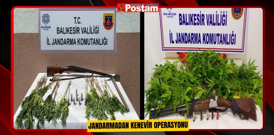 Jandarmadan kenevir operasyonu