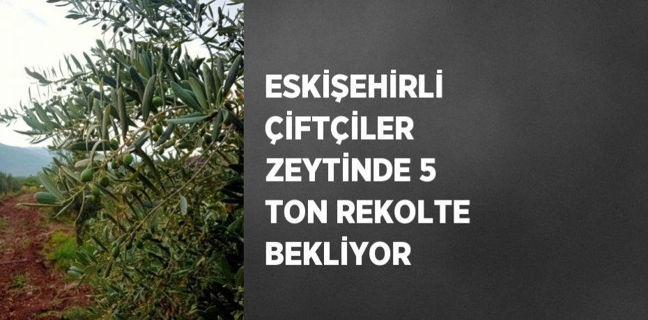 ESKİŞEHİRLİ ÇİFTÇİLER ZEYTİNDE 5 TON REKOLTE BEKLİYOR