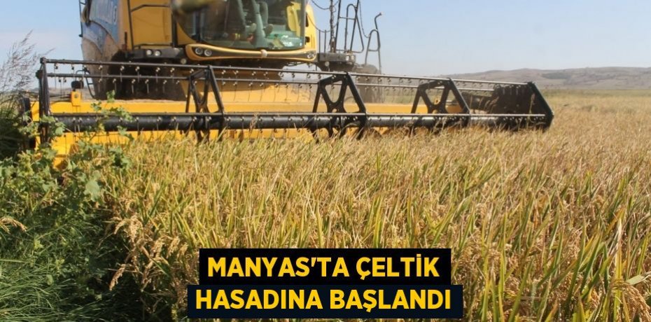 Manyas’ta çeltik hasadına başlandı