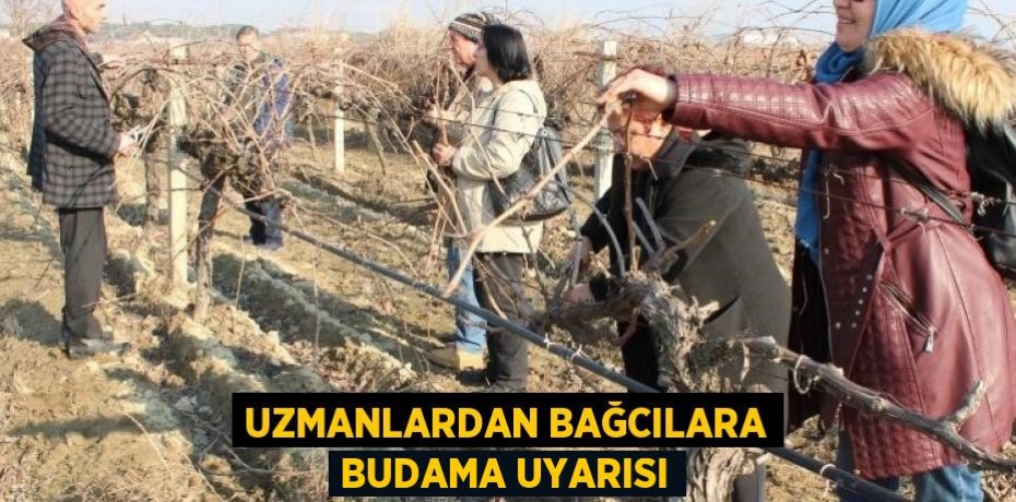 UZMANLARDAN BAĞCILARA BUDAMA UYARISI