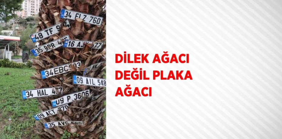 DİLEK AĞACI DEĞİL PLAKA AĞACI