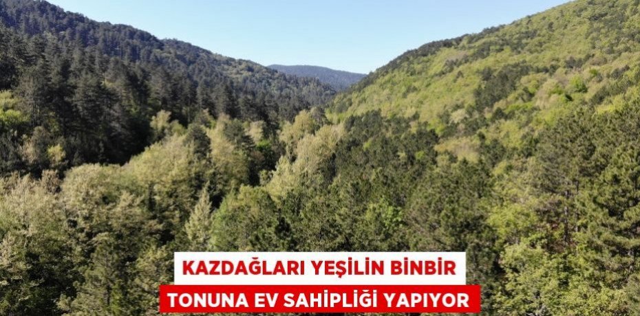 Kazdağları yeşilin binbir tonuna ev sahipliği yapıyor