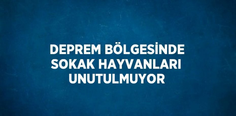 DEPREM BÖLGESİNDE SOKAK HAYVANLARI UNUTULMUYOR