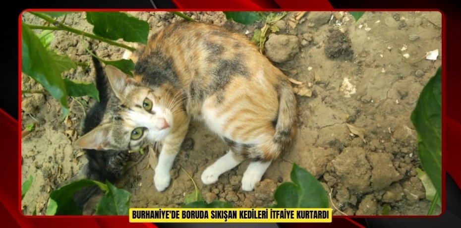 Burhaniye'de boruda sıkışan kedileri itfaiye kurtardı  