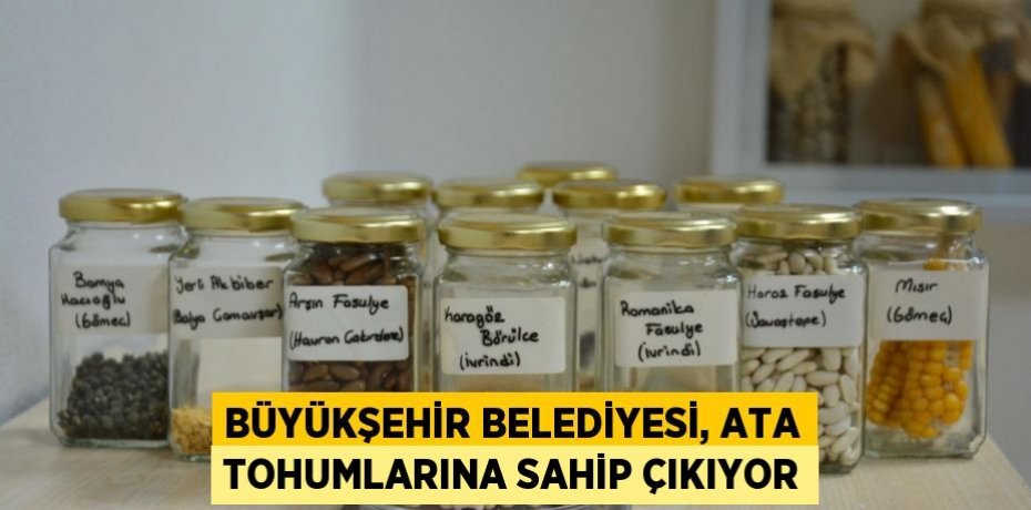Büyükşehir Belediyesi, ata tohumlarına sahip çıkıyor